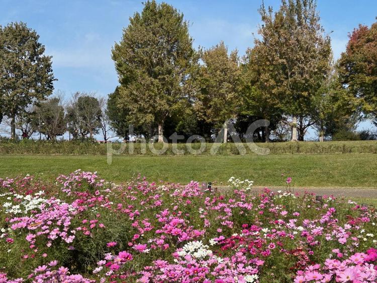 コスモス畑 コスモス,コスモス畑,お花畑の写真素材