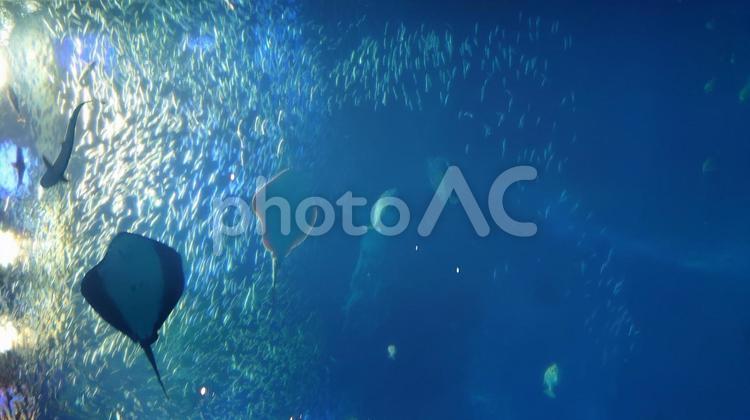 水槽のエイ 水族館,水槽,エイの写真素材