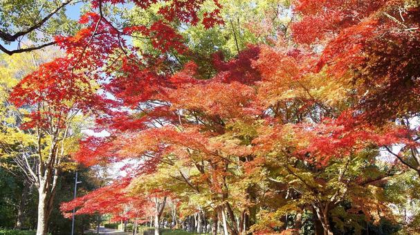 紅葉-1337 紅葉,モミジ,赤の写真素材