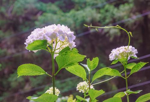 アジサイの小径　アイスベアの花6 アジサイ,紫陽花,花の写真素材