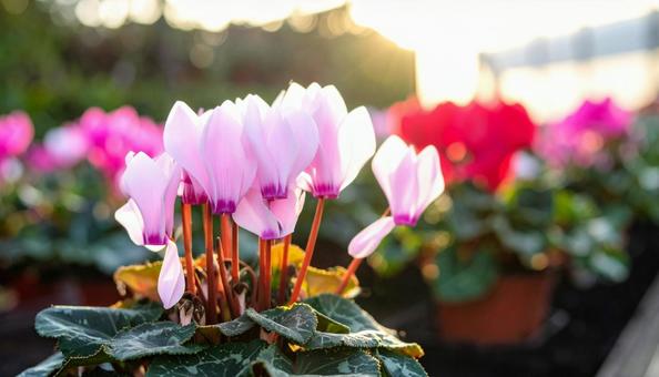 シクラメンの花 シクラメンの花の写真