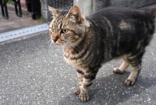 飼い猫のお散歩　猫　ペット 猫,かわいい,ペットの写真素材