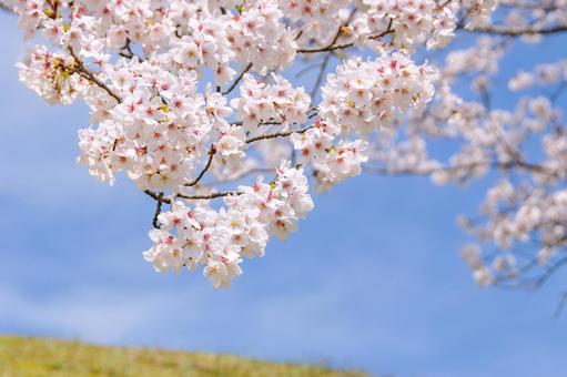 青空に映える満開の桜 18 桜,ソメイヨシノ,サクラの写真素材