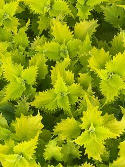 グリーンカーペット グリーン,緑,葉っぱの写真素材