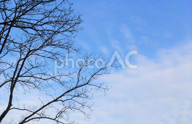 冬を迎える木 秋,冬,晩秋の写真素材