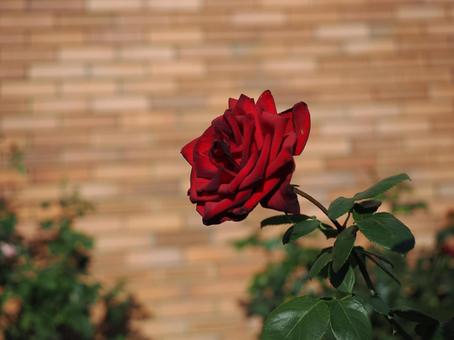 バラ園にて赤い薔薇を撮りました バラ園にて赤い薔薇を撮りましたの写真