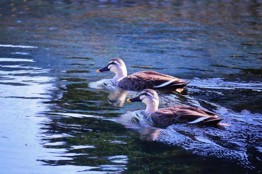 Spot-billed ducks swimming gracefully in the pond, JPG Spot-billed ducks swimming gracefully in the pond, JPG