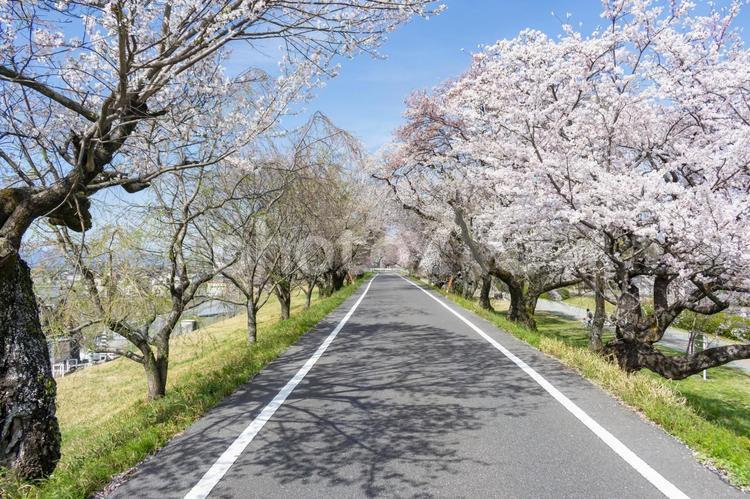 国営木曽三川公園 一宮の木曽川堤の桜並木 木曽川,木曽川堤,堤の写真素材