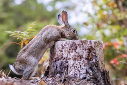 大久野島の兎 うさぎ,大久野島,野生動物の写真素材