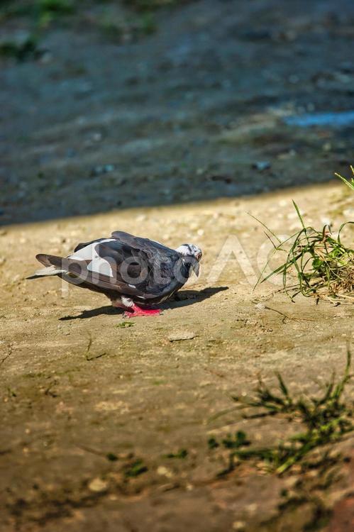 ハト ハト,はと,鳩の写真素材