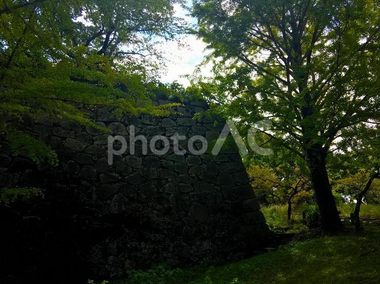 福岡・舞鶴公園（福岡城本丸址）の石垣 初夏,公園,福岡の写真素材