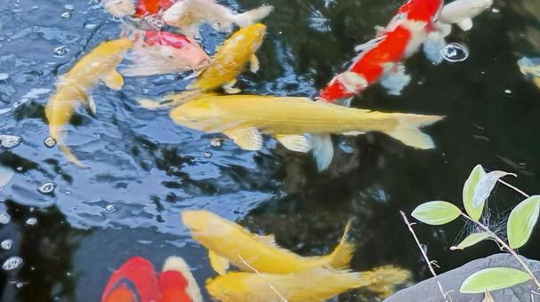 泳ぐ宝石錦鯉 錦鯉,鯉,鑑賞魚の写真素材