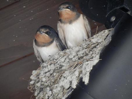 2羽のひな鳥の写真