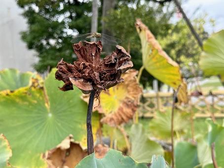 枯れたハスにとまるアキアカネ アキアカネ,トンボ,ハスの写真素材