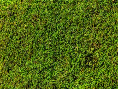 小楢山父恋し道登山道の森 小楢山父恋し道登山道の森の写真