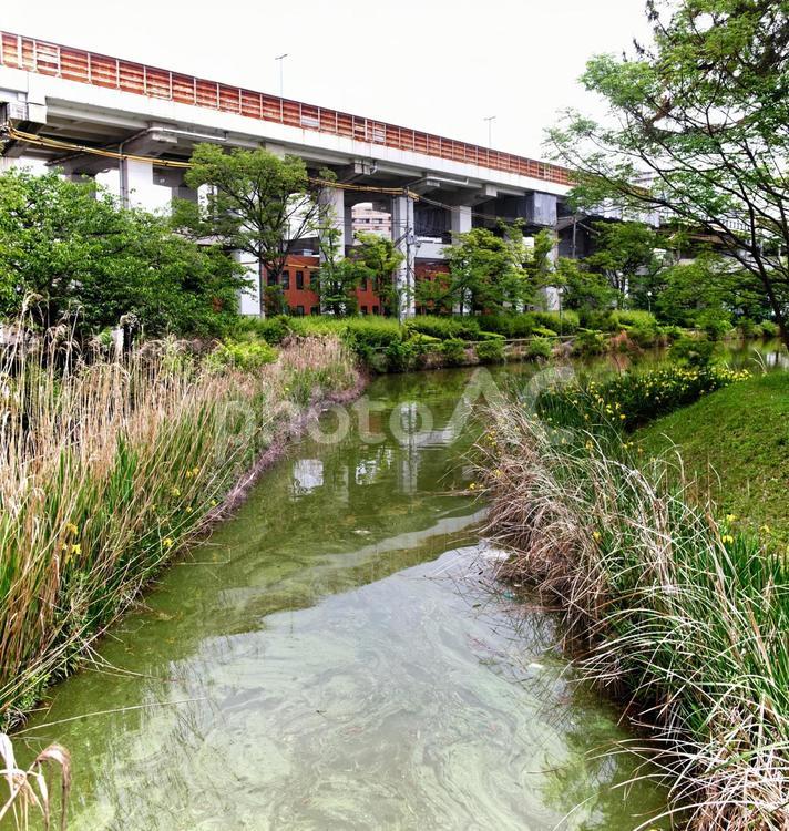桃ケ池公園イメージ素材 桃ケ池公園,桃ケ池,大阪市の写真素材