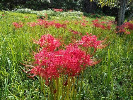 二俣川彼岸花群生地 彼岸花(曼殊沙華) 二俣川彼岸花群生地 彼岸花(曼殊沙華) 彼岸花,日本,静岡県の写真素材