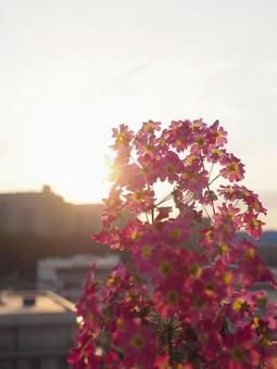 Primroses illuminated by the setting sun, JPG Primroses illuminated by the setting sun, JPG