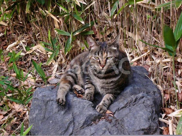 キジトラ　睨む 猫,野良猫,キジトラの写真素材