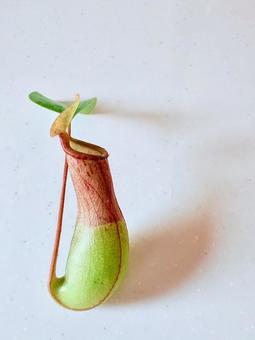 ウツボカズラの壺 ウツボカズラの壺の写真