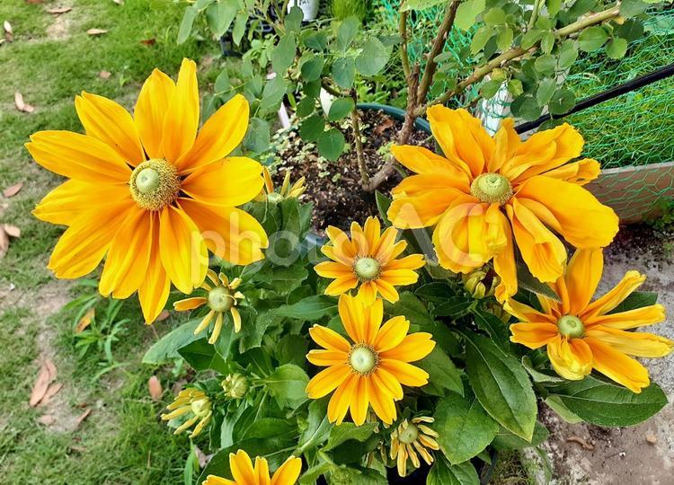 夏の花＊ルドベキアアマリロゴールド ルドベキア,夏の花,アマリロゴールドの写真素材