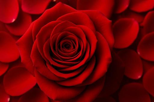 赤い薔薇と花びらの背景・美しいローズ・愛 赤い薔薇と花びらの背景・美しいローズ・愛の写真