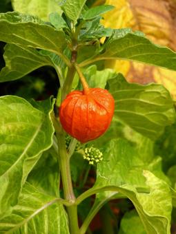 赤く熟しぶら下がる鉢植えのホオズキ ホオズキ,身,果実の写真素材