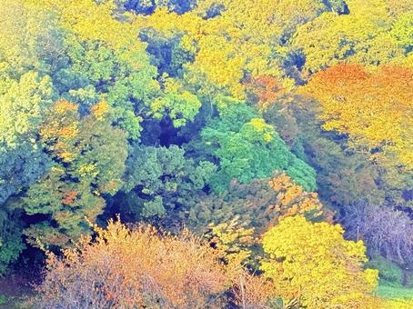 秋の紅葉 秋の紅葉,紅葉,森の写真素材