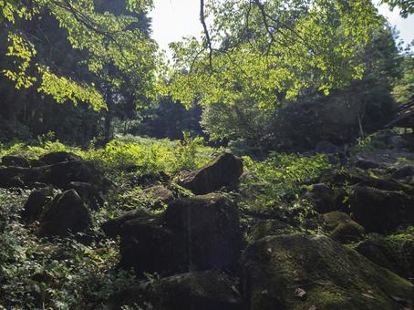 木漏れ日に映える苔むす巨石 木漏れ日に映える苔むす巨石 苔,巨石,鍋倉渓の写真素材