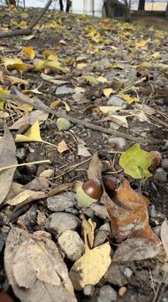 どんぐりの実と落ち葉 ドングリ,木の実,公園の写真素材