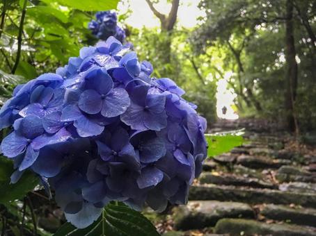 紫陽花と石段 紫陽花と石段の写真