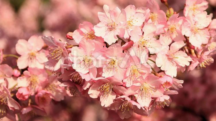 田ヶ池公園の河津桜 桜,河津桜,満開の写真素材