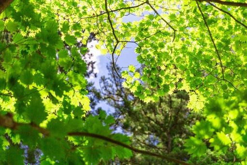 初夏の木漏れ日を感じてふと空を見上げる2 初夏の木漏れ日を感じてふと空を見上げる2の写真
