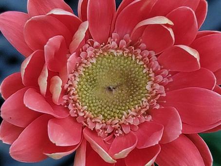 ガーベラの花ひ ガーベラの花ひの写真