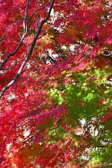 紅葉 紅葉,秋,葉の写真素材