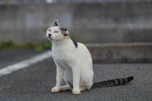 体をブルブルして気持ちを切り替える牛柄猫 牛柄猫,cawcat,ハチワレ猫の写真素材