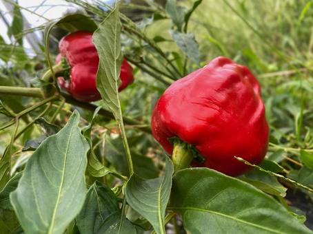 Photo, red bell pepper, green pepper, vegetables, 