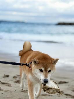 海岸でフグを見つけた柴犬4 海岸でフグを見つけた柴犬4 海,海岸,柴犬の写真素材