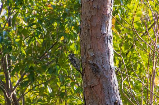 コゲラのドラミング コゲラ,キツツキ,ドラミングの写真素材