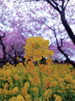 薄暗い空と春の花 薄暗い空と春の花 菜の花,菜花,なの写真素材
