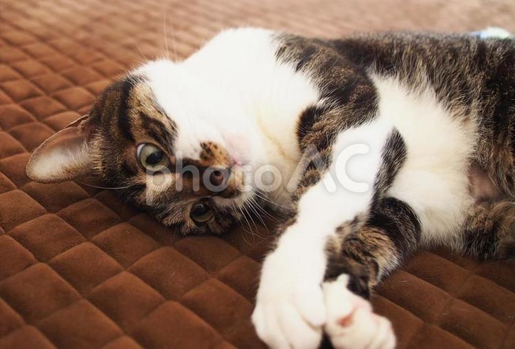 寝転がって首かしげ猫さん ネコ,家猫,キジトラの写真素材