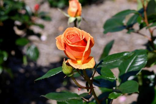 薔薇 アシュラム 薔薇 アシュラム 薔薇,アシュラム,オレンジの写真素材