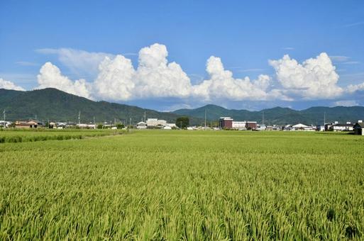 真夏の田園風景 真夏の田園風景の写真