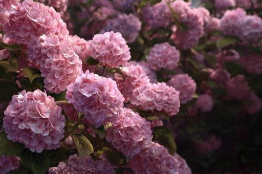 ピンク紫陽花のお庭 ピンク紫陽花のお庭の写真