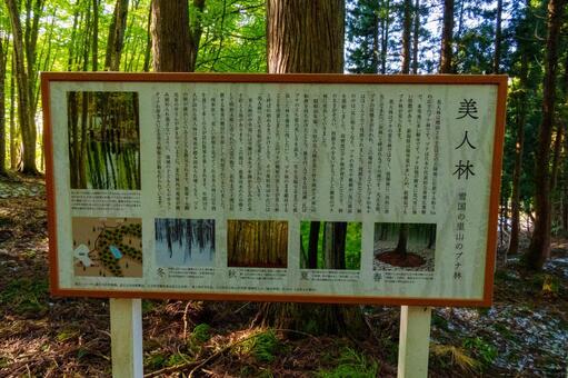 250508十日町市松之山美人林 新潟県,十日町市,松之山の写真素材