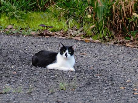 見つめる猫さまの写真