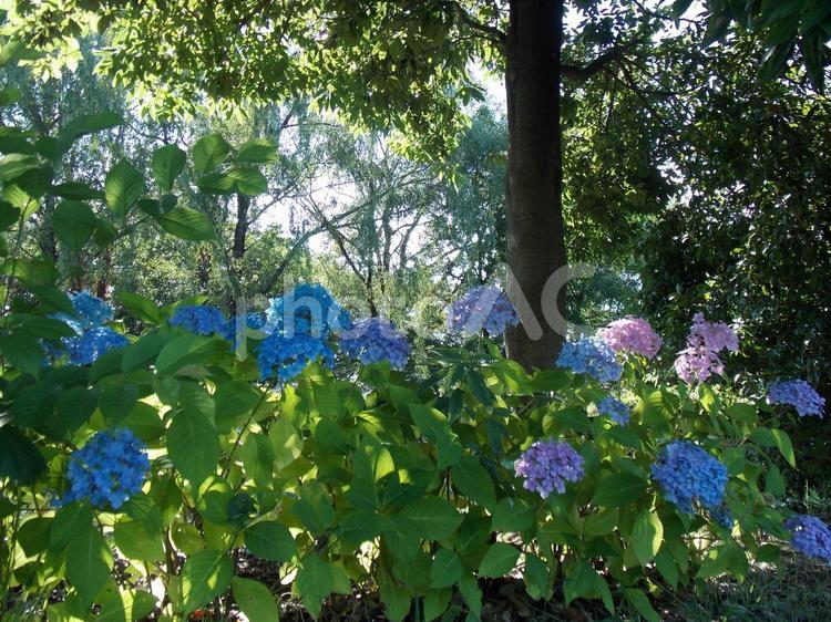 木もれ日の森に咲く紫陽花 あじさい,こもれび,すがすがしいの写真素材
