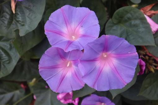 モーニンググローリー 朝顔,花,flowerの写真素材