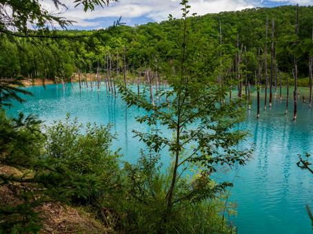 白金青い池 白金青い池 池,北海道,美瑛の写真素材