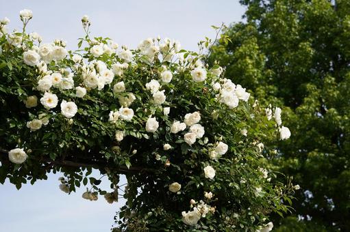 バラ バラの写真